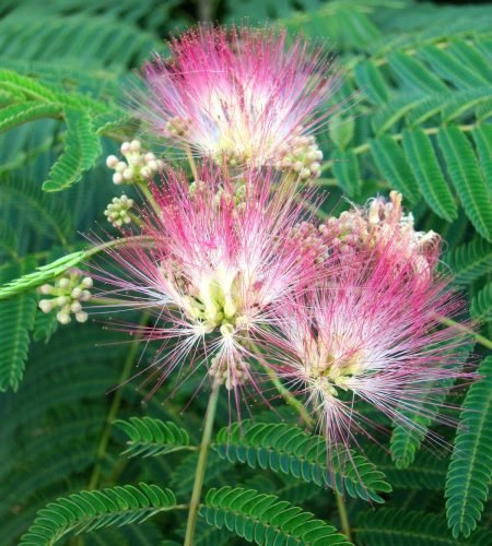 mimosa hostili